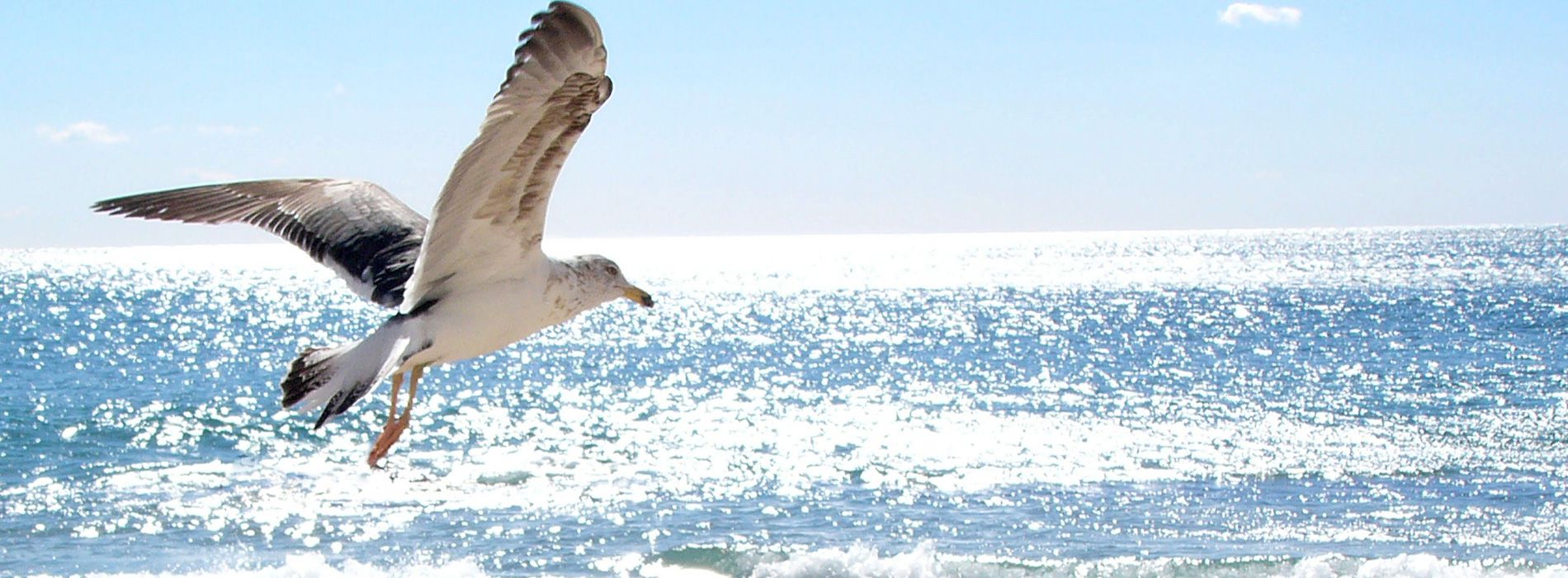 Contacte con nosotros. BALLENA CENTER en Rota